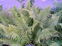 Fougere - Dryopteris Affinis subsp Affinis (fam Dryopteridacees) (Europe, Asie) (1) (Photo F. Mrugala)